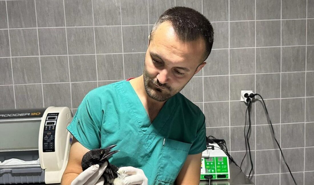 Yarali Saksagan Kusu Tedavi Altina Alindi 2B6Fe9A18B0B 1100X650