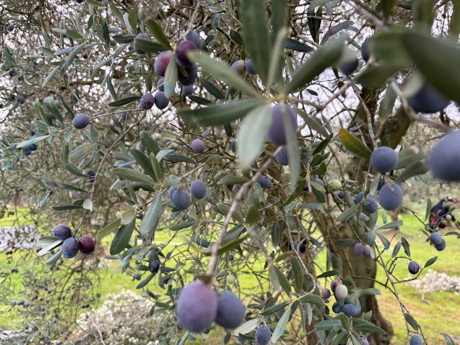 Whatsapp Image 2025 12 04 At 12.01.46 (2)