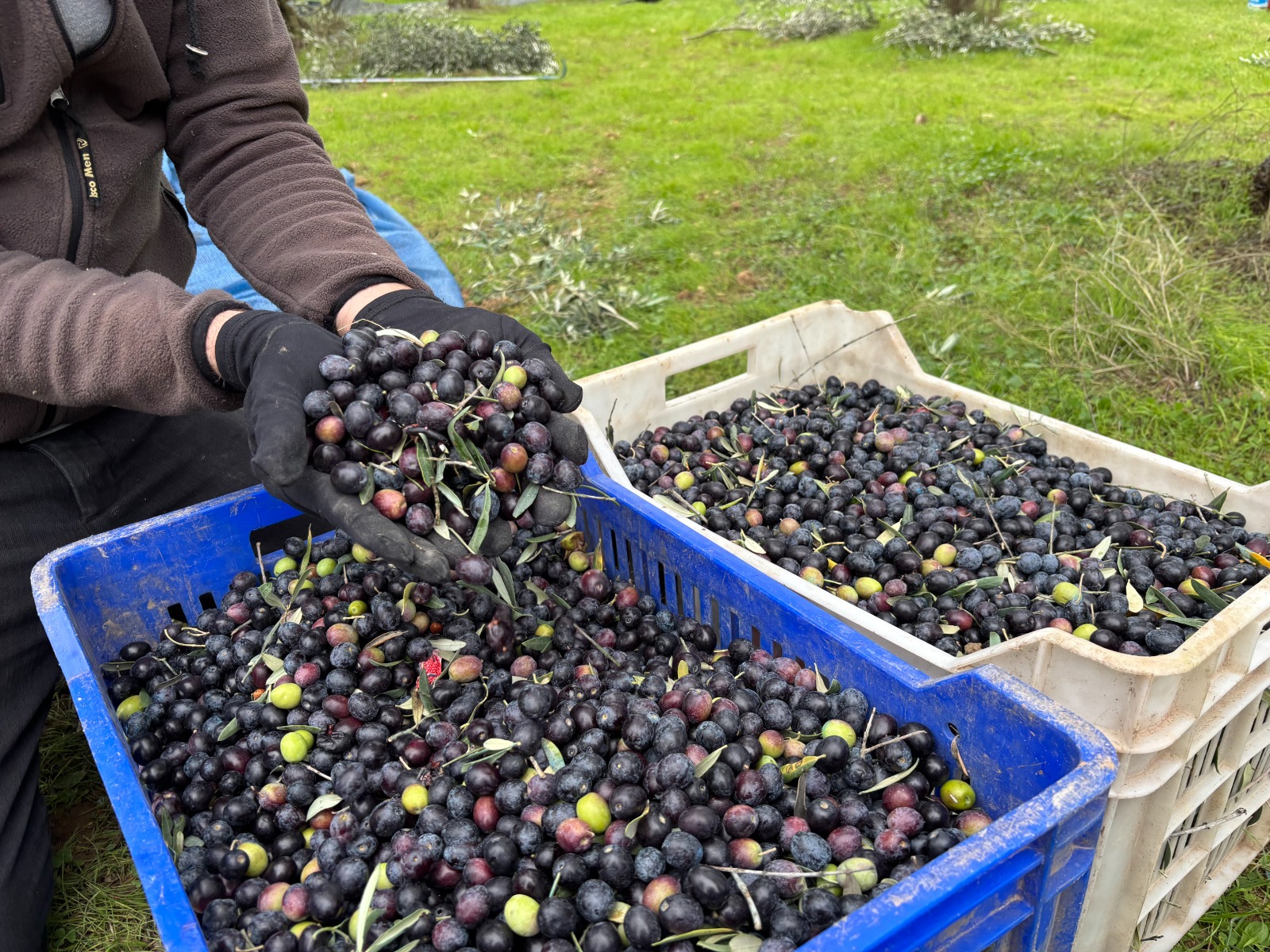 Whatsapp Image 2025 12 04 At 12.01.46