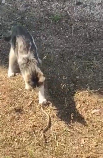 A W807428 01 KEDİ, FARE İLE OYNAR GİBİ YILANLA OYNADI