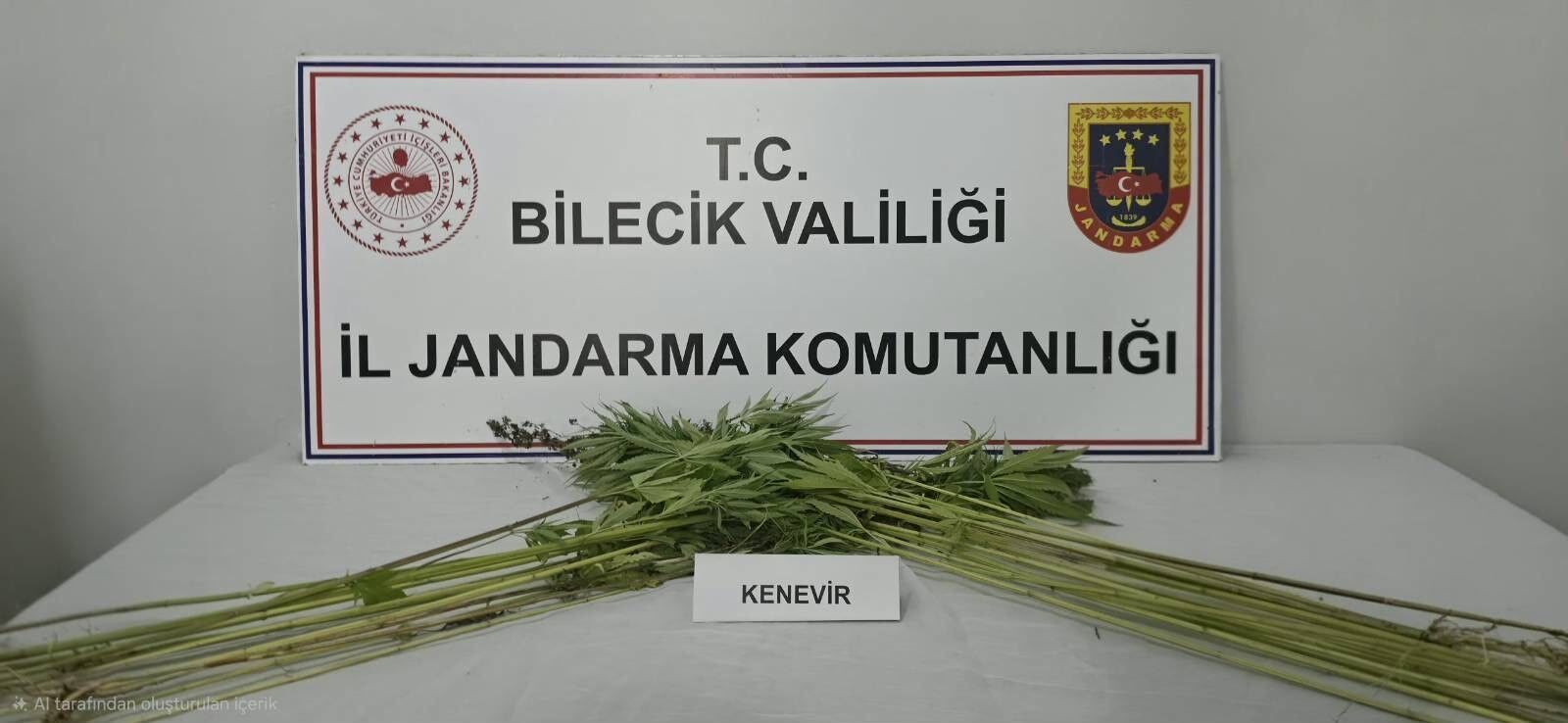 A W808648 01 TARLADA EKİLİ HALDE KENEVİR BİTKİSİ ELE GEÇİRİLDİ