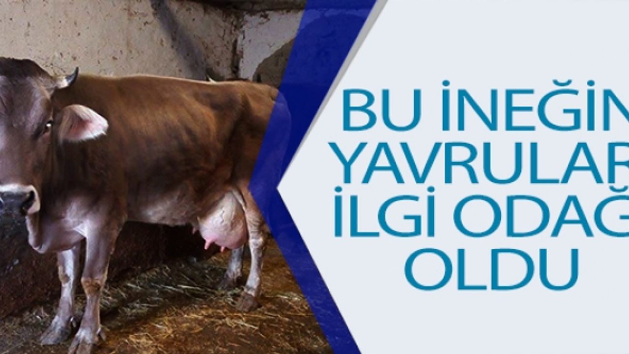 BU İNEK 12 SAAT ARAYLA İKİZ BUZAĞI DOĞURDU