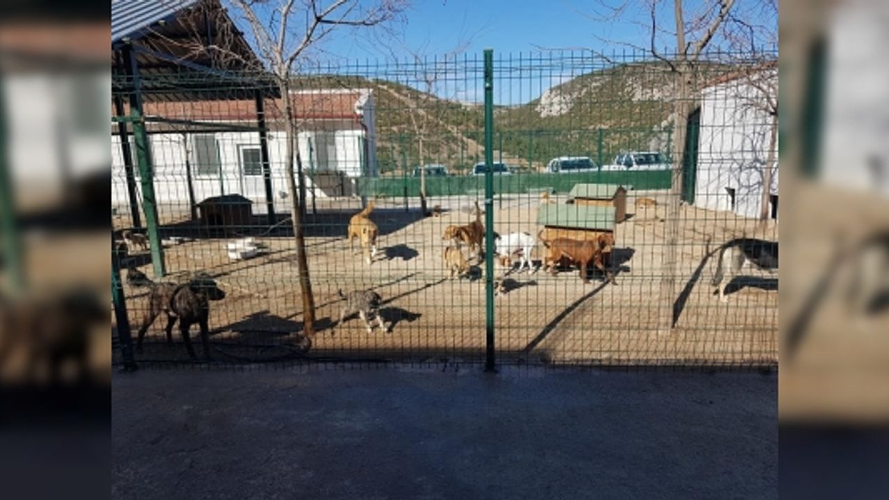 40'A YAKIN YABAN HAYVANI TEDAVİ EDİLEREK DOĞAL YAŞAM ALANLARINA BIRAKILDI