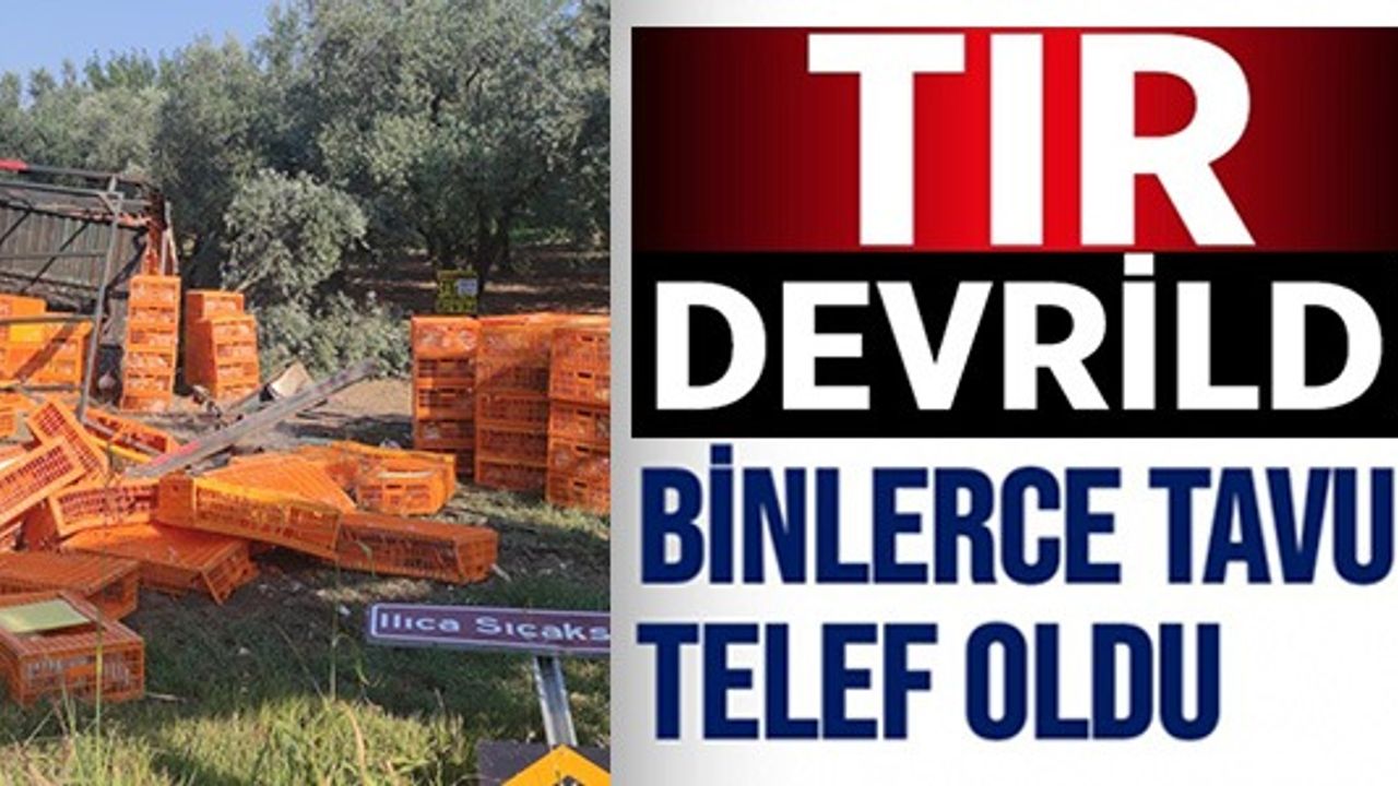 TIR DEVRİLDİ; BİNLERCE TAVUK TELEF OLDU