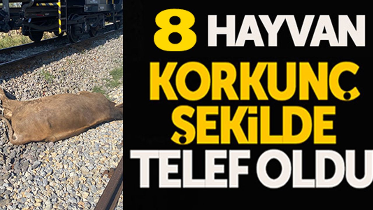 YÜK TRENİ BÜYÜKBAŞ HAYVAN SÜRÜSÜNE ÇARPTI
