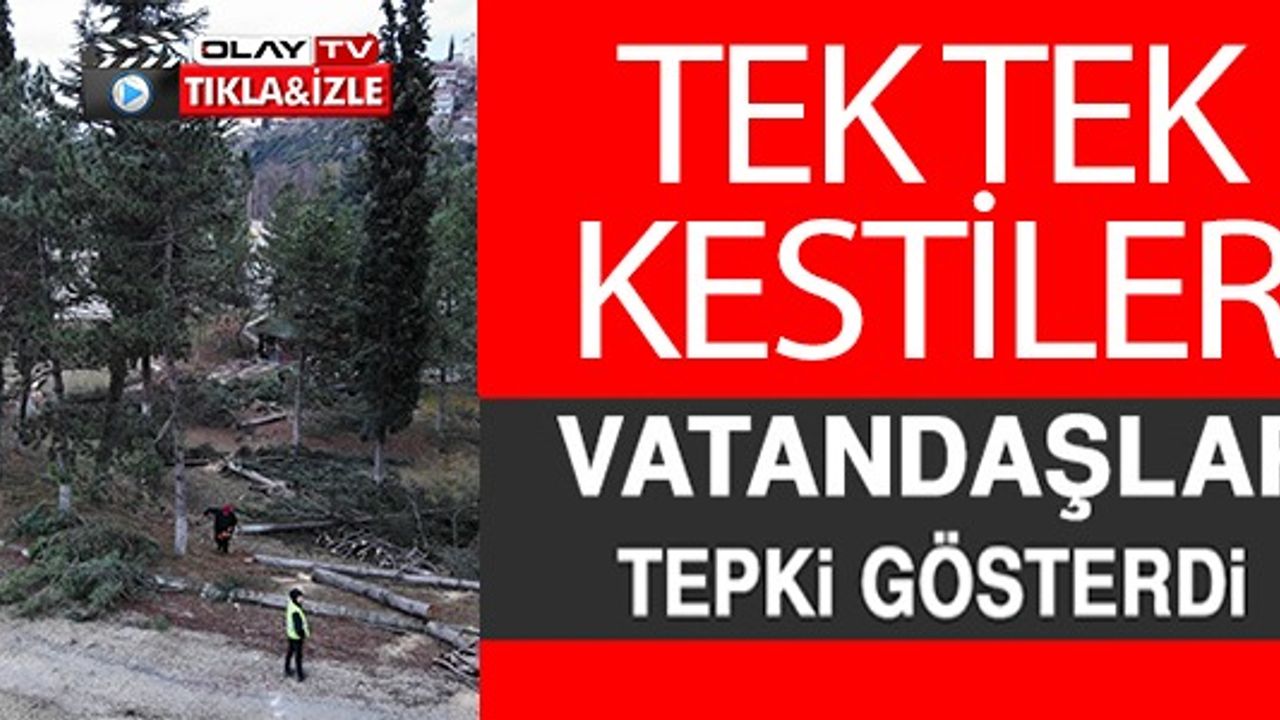 TEK TEK KESTİLER VATANDAŞLAR TEPKİ GÖSTERDİ