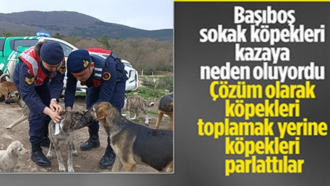 ÇÖZÜM OLARAK KÖPEKLERİ TOPLAMAK YERİNE PARLATTILAR