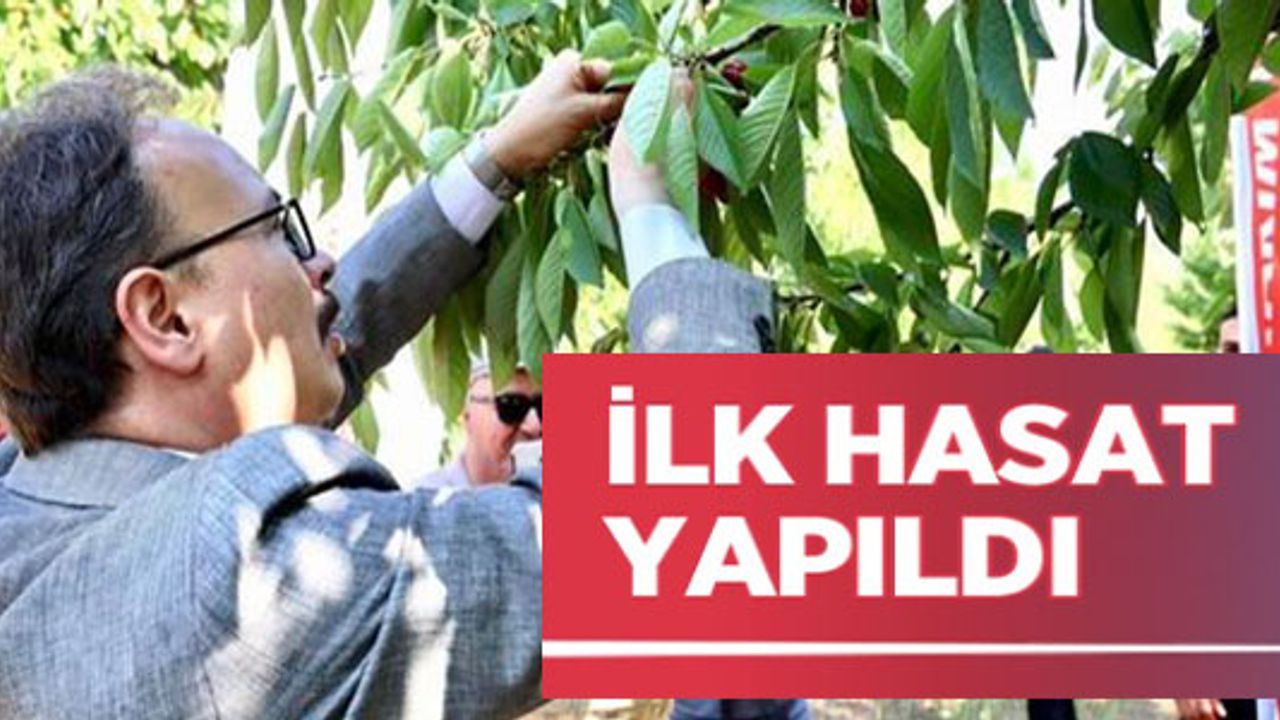 GÖLPAZARI'NDA İLK KİRAZ HASADI YAPILDI