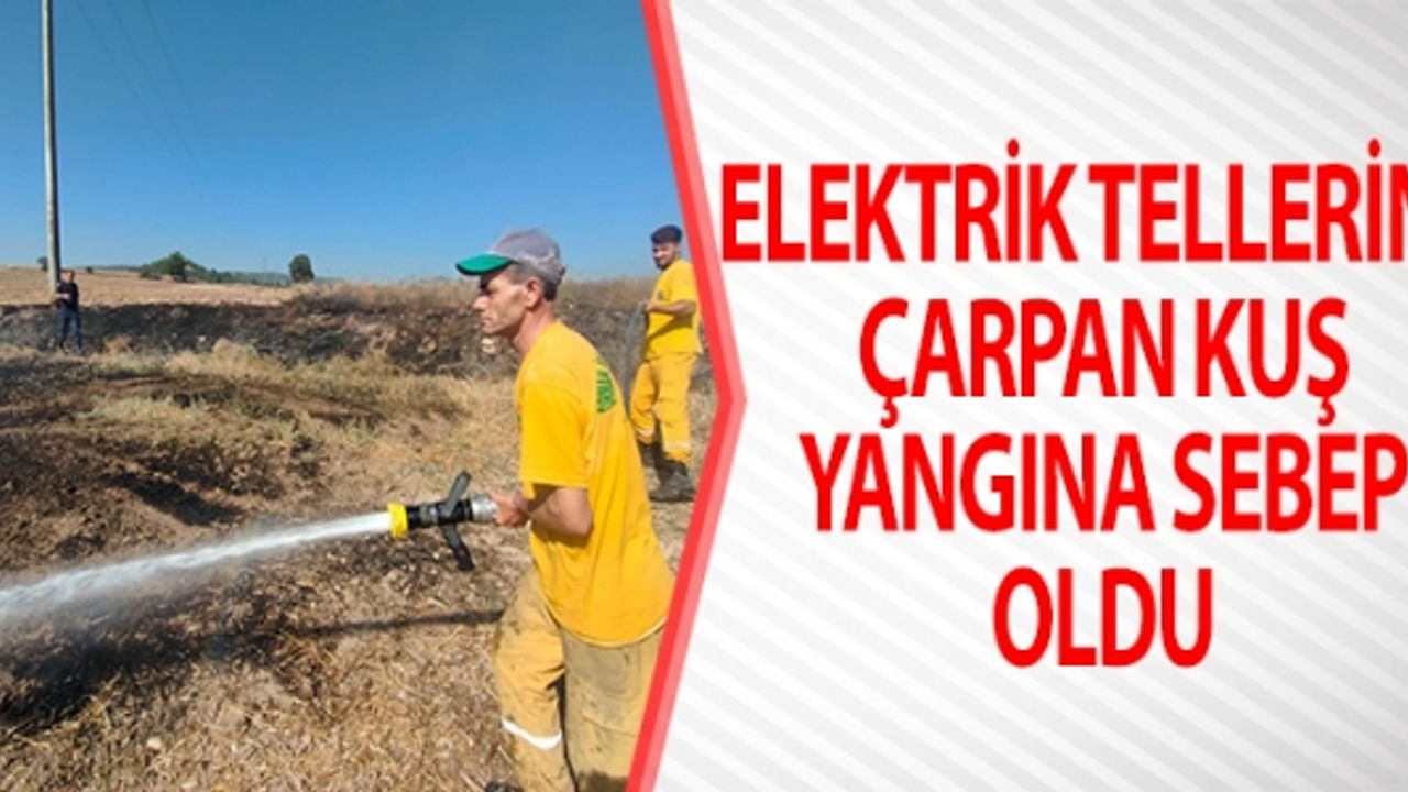 ELEKTRİK TELLERİNE ÇARPAN KUŞ YANGINA SEBEP OLDU