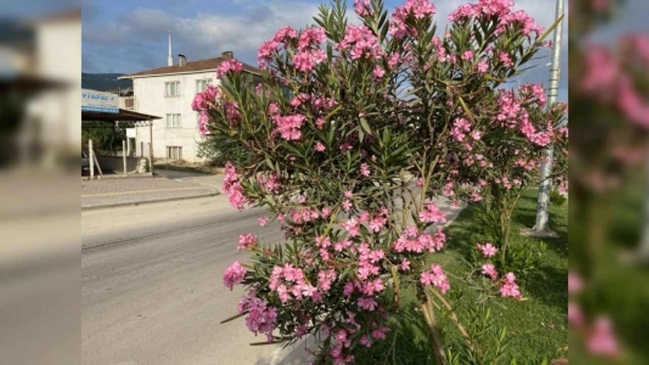 OSMANELİ BELEDİYESİ ORTA REFÜJÜ CANLANDIRDI