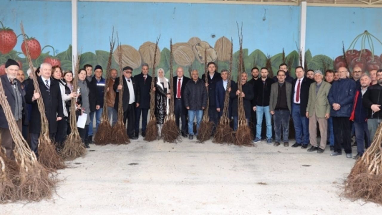 11 BİN ADET CEVİZ FİDANI DAĞITILDI