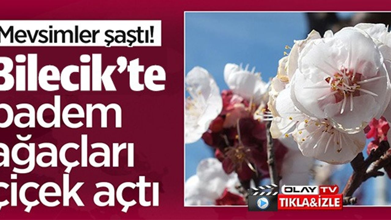 BİLECİK'TE BADEM AĞAÇLARI ÇİÇEK AÇTI