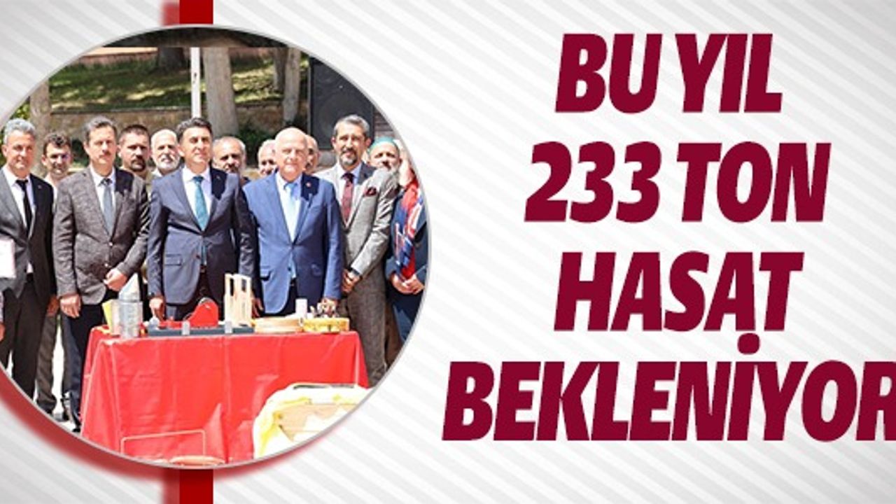 BU YIL 233 TON HASAT BEKLENİYOR