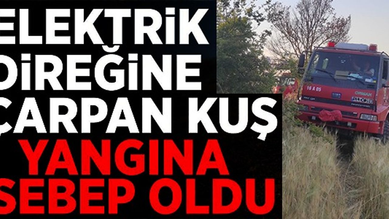 ELEKTRİK DİREĞİNE ÇARPAN KUŞ YANGINA NEDEN OLDU