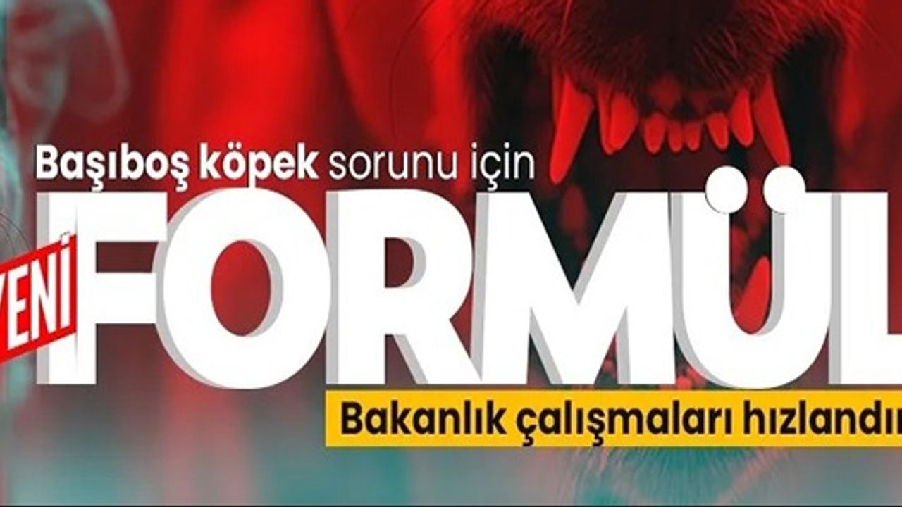 SOKAK HAYVANLARI İÇİN YENİ FORMÜL