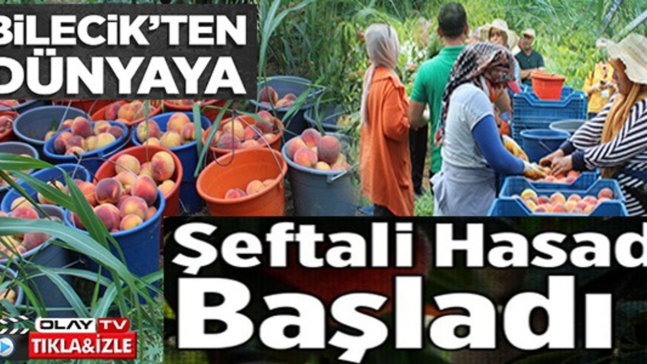 BİLECİK'TEN DÜNYAYA ŞEFTALİ HASADI BAŞLADI