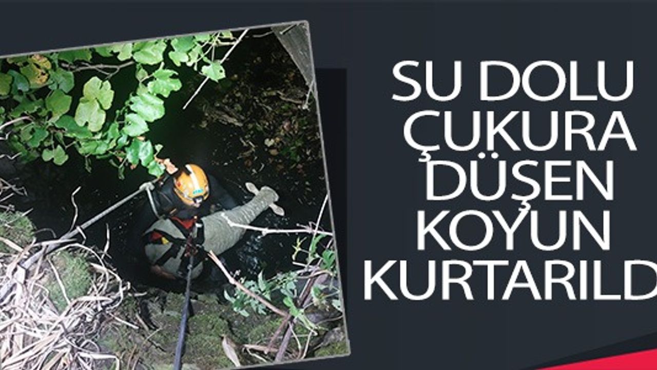 SU DOLU ÇUKURA DÜŞEN KOYUN KURTARILDI