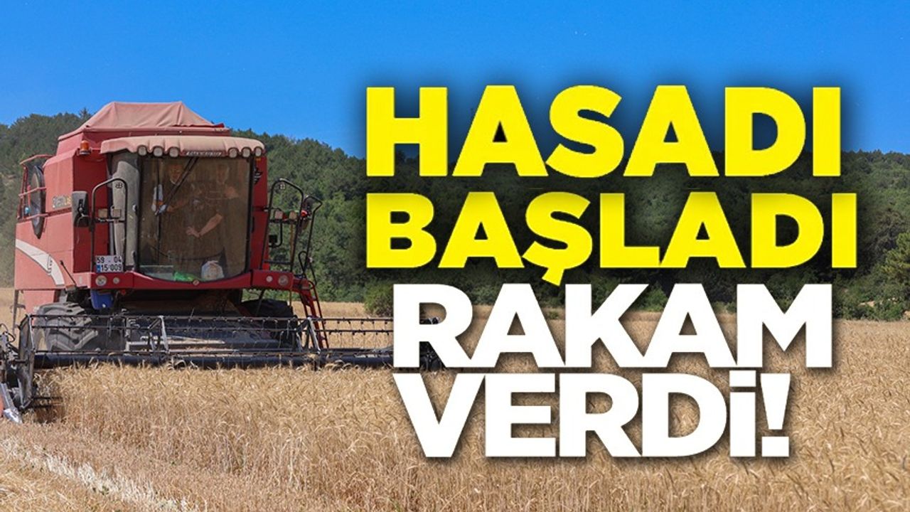 BU YIL 75 BİN 104 TON BUĞDAY HASADI YAPILACAK