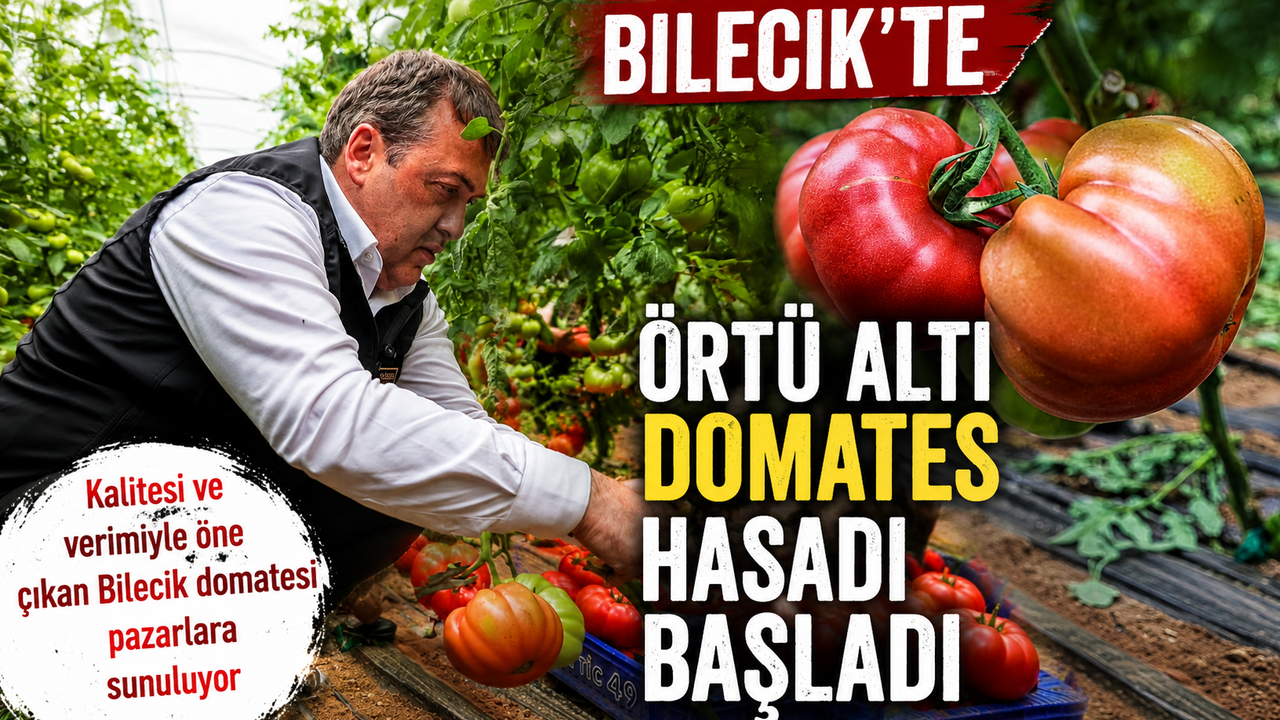 ÖRTÜ ALTI DOMATES HASADI BAŞLADI