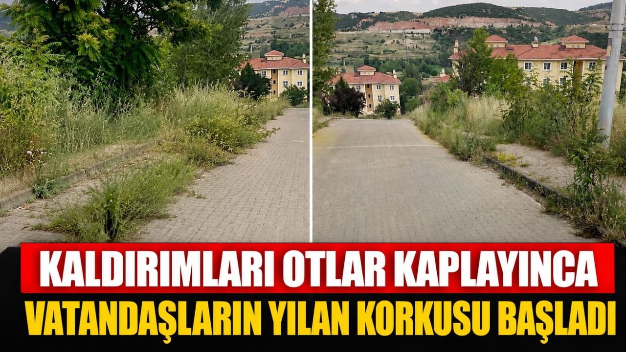 KALDIRIMLARI OTLAR KAPLAYINCA VATANDAŞLARIN YILAN KORKUSU BAŞLADI