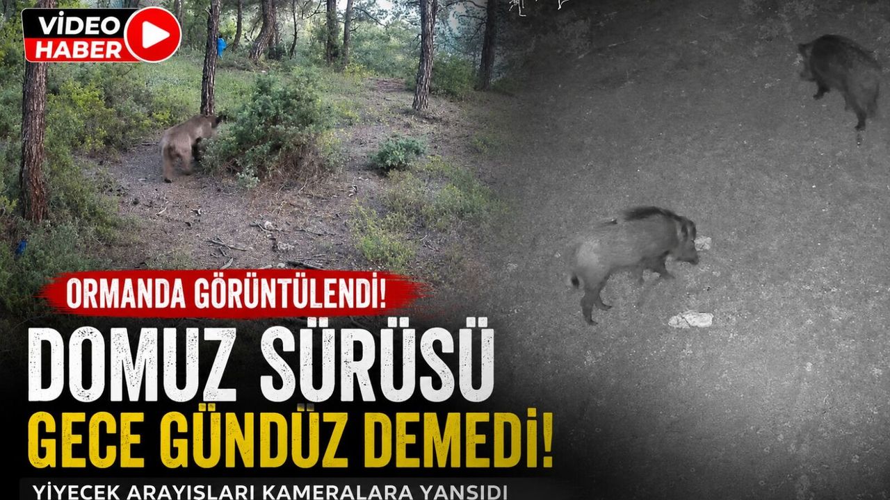 YABAN HAYVANLARI FOTOKAPANA BÖYLE YANSIDI