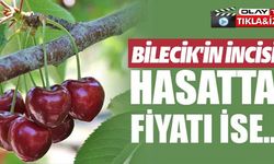 BİLECİK'İN İNCİSİ HASATTA