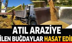 ATIL ARAZİYE EKİLEN BUĞDAYLAR HASAT EDİLDİ