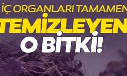 İÇ ORGANLARI TAMAMEN TEMİZLEYEN O BİTKİ!