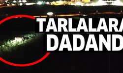 TARLALARA DADANDI