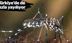 TÜRKİYE'DE DE HIZLA YAYILIYOR