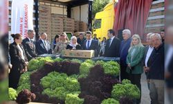 2 MİLYON 900 BİN MARUL FİDESİ DAĞITILDI