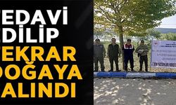 TEDAVİ EDİLİP TEKRAR DOĞAYA SALINDI