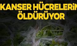 KANSER HÜCELERİNİ ÖLDÜRÜYOR