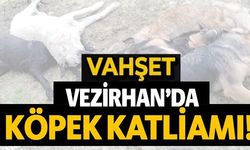 VEZİRHAN'DA KÖPEK KATLİAMI!