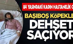 BAŞIBOŞ KÖPEKLER DEHŞET SAÇIYOR