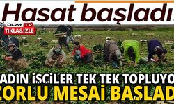 HASAT BAŞLADI!