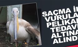 SAÇMA İLE VURULAN PELİKAN TEDAVİ ALTINA ALINDI