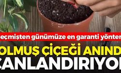 SOLMUŞ ÇİÇEĞİ ANINDA CANLANDIRIYOR