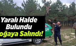 YARALI HALDE BULUNDU DOĞAYA SALINDI!