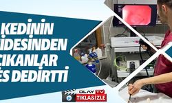 KEDİNİN MİDESİNDEN ÇIKANLAR PES DEDİRTTİ