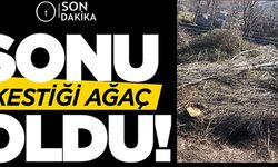 SONU KESTİĞİ AĞAÇ OLDU!