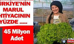 BİLECİK'TE 45 MİLYON MARUL HASADI YAPILIYOR