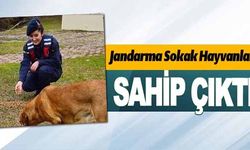 JANDARMA SOKAK HAYVANLARINA SAHİP ÇIKTI