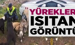 YÜREKLERİ ISITAN GÖRÜNTÜ