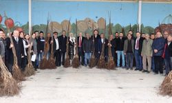 11 BİN ADET CEVİZ FİDANI DAĞITILDI