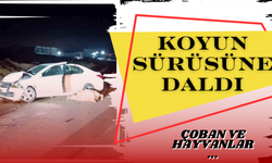 KOYUN SÜRÜSÜNE DALDI