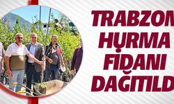 TRABZON HURMA FİDANI DAĞITILDI