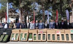 61 BİN 780 ADET SEBZE FİDESİ DAĞITILDI