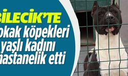 BİLECİK'TE SOKAK KÖPEKLERİ YAŞLI KADINI HASTANELİK ETTİ