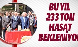 BU YIL 233 TON HASAT BEKLENİYOR